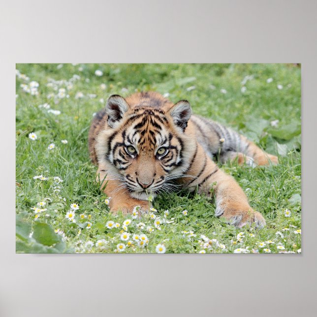 Poster Photo tiger cat , animals. (Front)