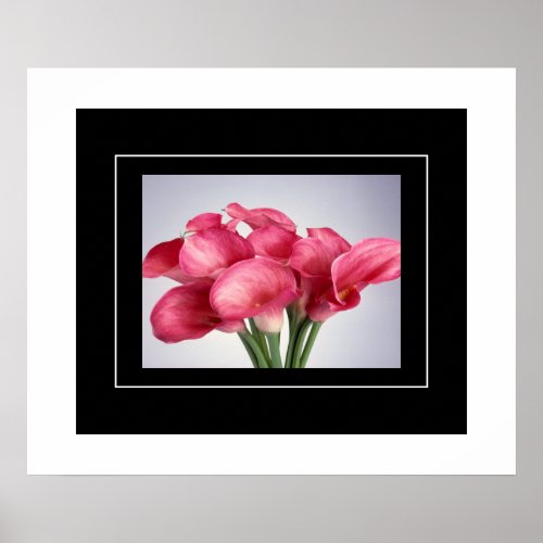 Poster_Pink Calla Lilies Poster