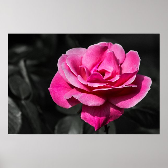 Poster Pink Rose Eleganace (Front)