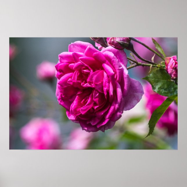 Poster Pink Rose Photography (Front)