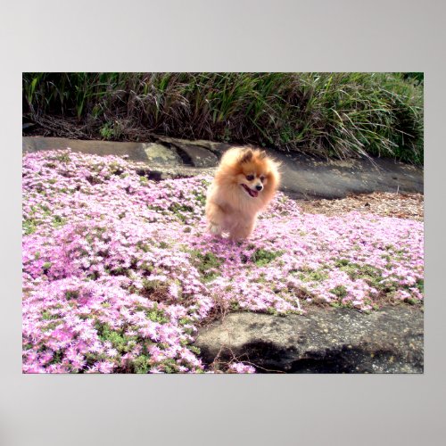 Poster  Pomeranian Pink Flowers 2
