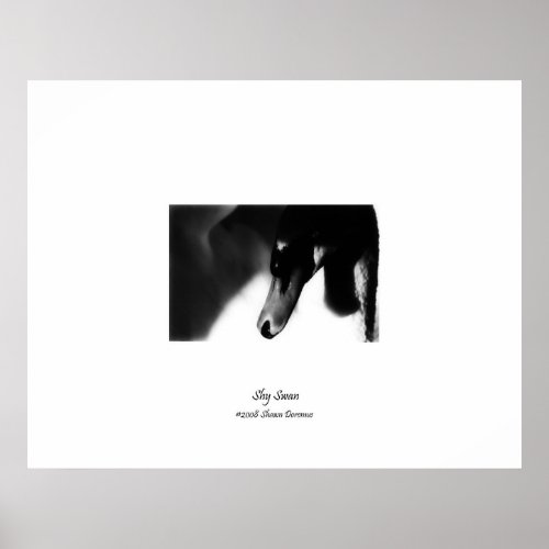 Poster Pretty Swan Black  White Photography Poster