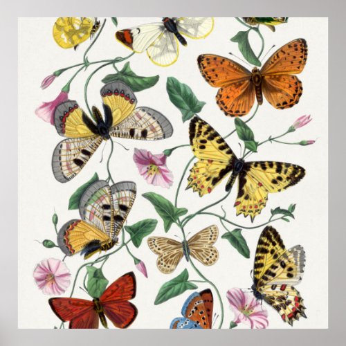 Poster Print Butterfly Vintage Illustration  