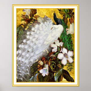 Poster Print: White and Blue Peacock