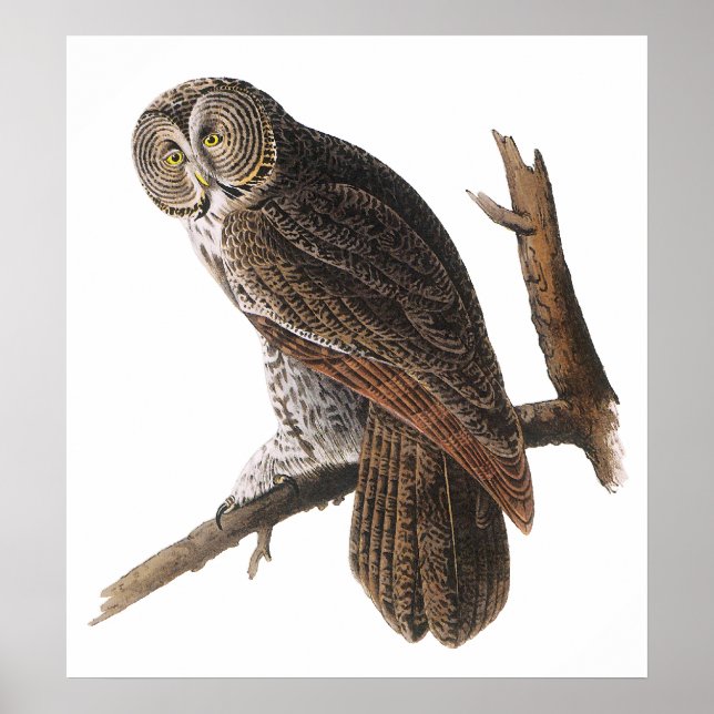 Poster/Prints:  Audubon - Great Gray Owl Poster (Front)