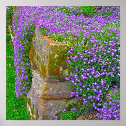 POSTER ,PURPLE CASCADING FLOWERS ON STONE WALL