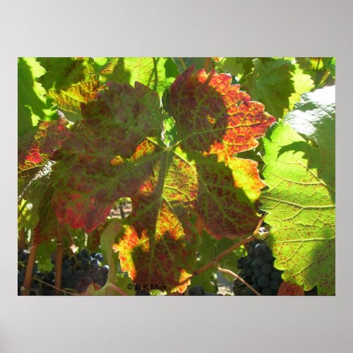 Poster _ Red grape leaf on vine
