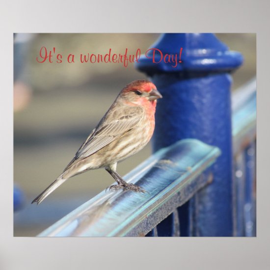 Poster - Red headed sparrow on fence