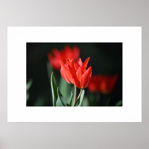 Poster Red Tulips