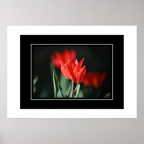 Poster Red Tulips