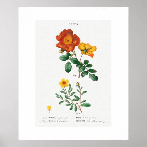 POSTER  REDOUT  SWEET BRIAR ROSE