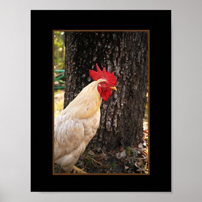 Poster-Rhode Island White Rooster Poster (Front)