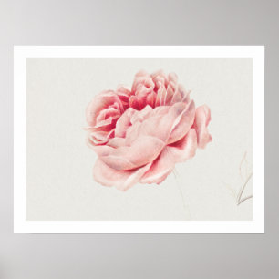 POSTER : ROSE : GEORGIUS J. JOHANNES VAN OS