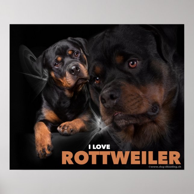 Poster Rottweiler (Front)