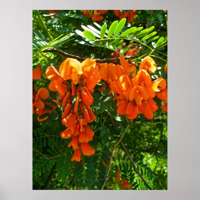 Poster Scarlet Wisteria (Sesbania punicea) OBX NC (Front)