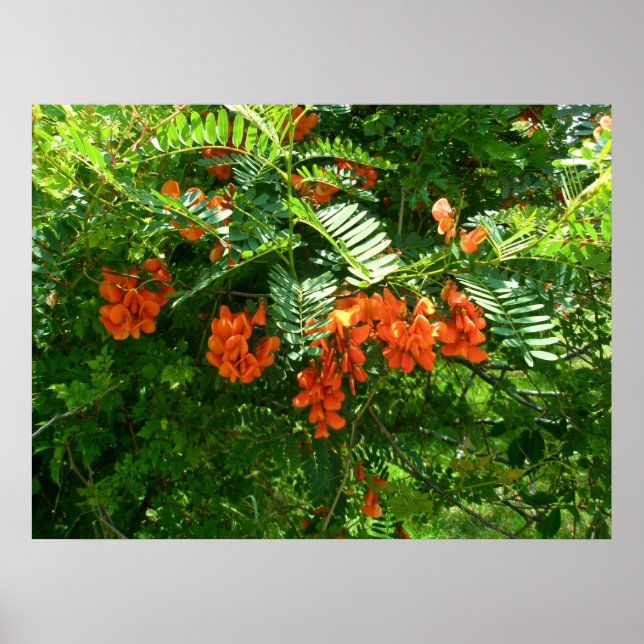 Poster Scarlet Wisteria (Sesbania punicea) OBX NC (Front)