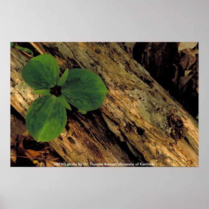 Poster / Sessile Trillium