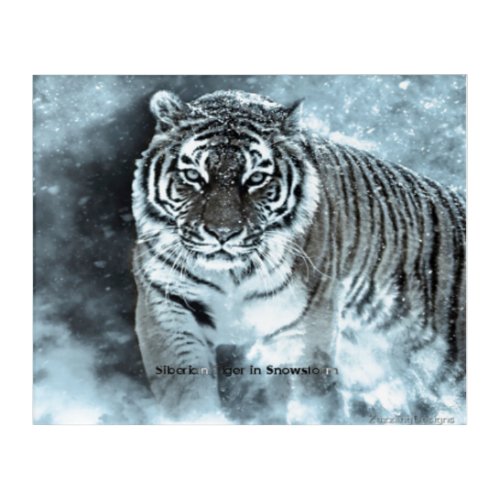  Poster Siberian Tiger Snowstorm Acrylic Print