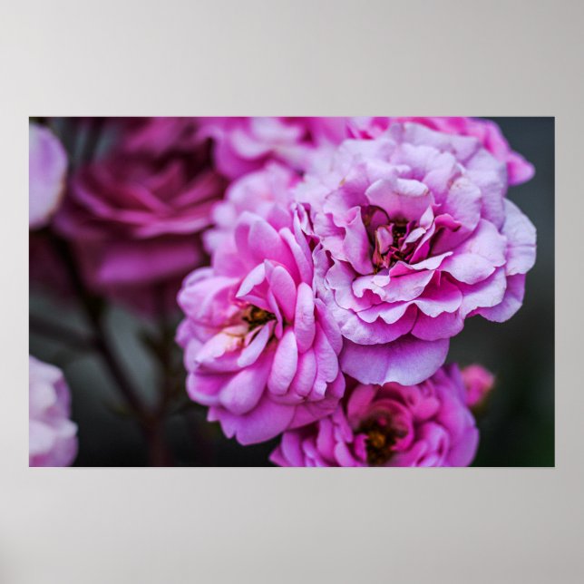 Poster Soft Pink Roses  (Front)