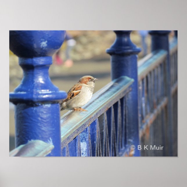Poster - Sparrow on Fence (Front)