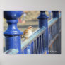 Poster - Sparrow on Fence