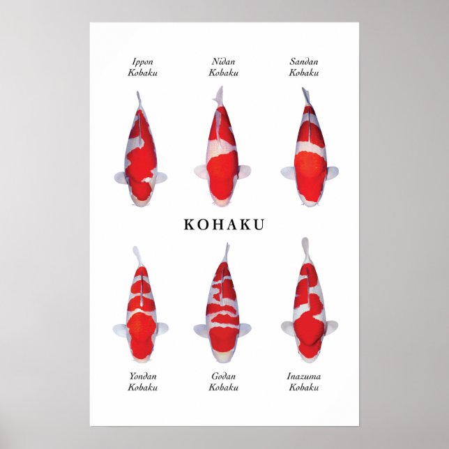Poster species of Japanese koi fish: Kohaku (Front)