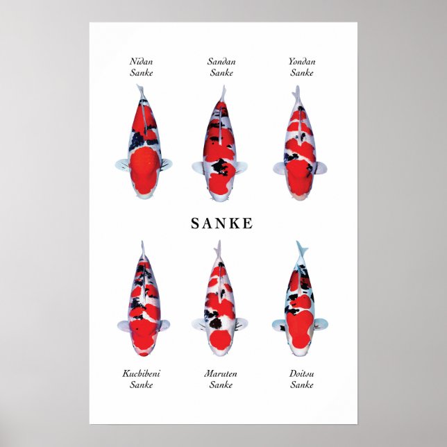 Poster species of Japanese koi fish: Sanke (Front)