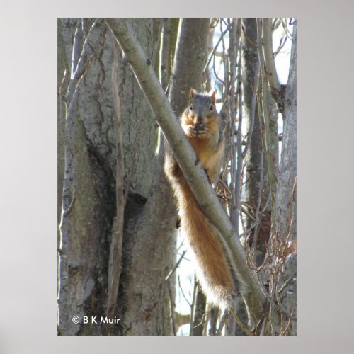 Poster _ Squirrel