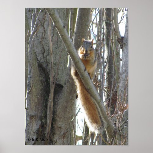 Poster _ Squirrel in Tree