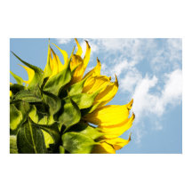 Poster - Sunflower And Sky