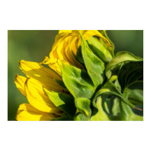 Poster - Sunflower Back Profile