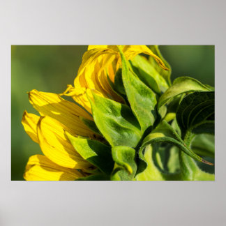 Poster - Sunflower Back Profile