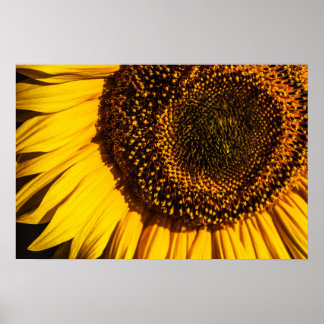 Poster - Sunflower Closeup