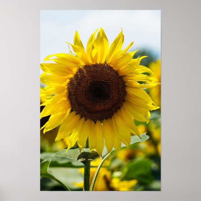 Poster - Sunflower Isolated (Front)