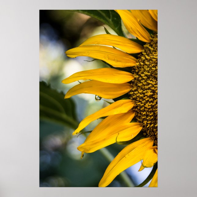 Poster Sunflower Rain With Drops Photography (Front)