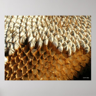 Poster - sunflower seeds