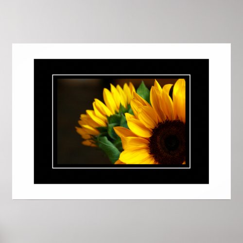 Poster Sunflowers