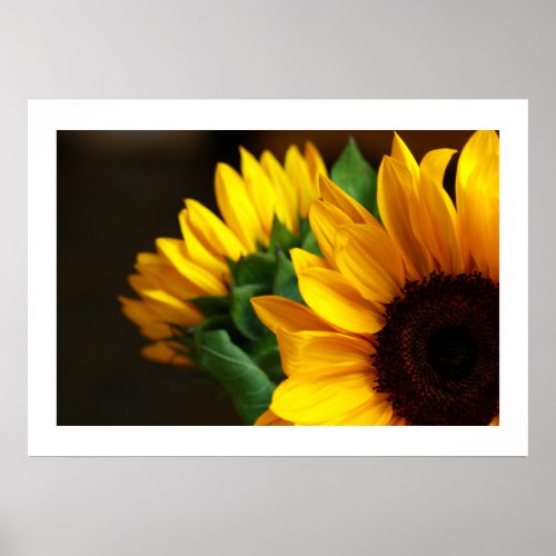 Poster Sunflowers