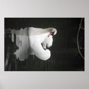 Poster Swan Swimming