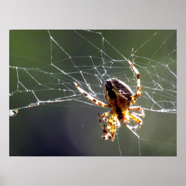 Poster - Tangled Web (Front)