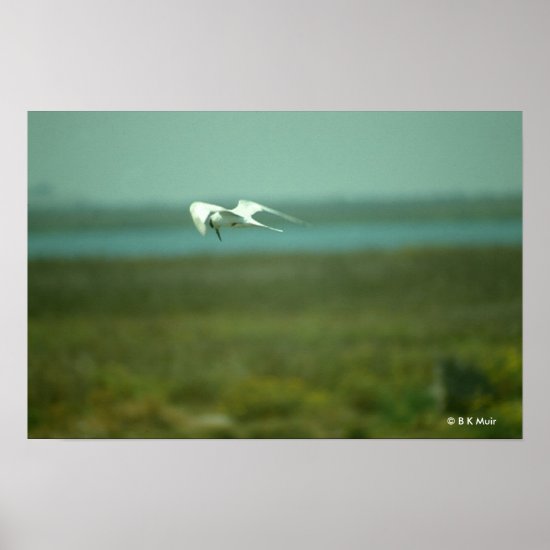 Poster - Tern in flight