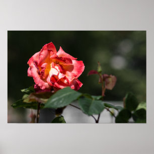 Poster The Withering Rose