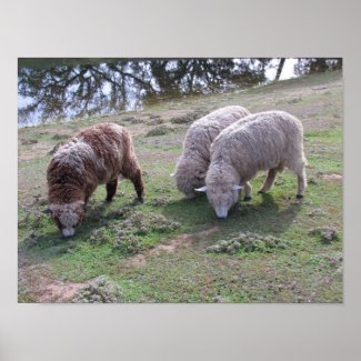 Poster - Three sheep