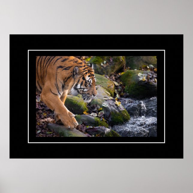 Poster Tiger (Front)