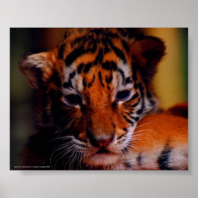 Poster Tiger Cub - Photo By John A. Sylveste... (Front)