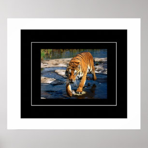 Poster-Tiger Poster