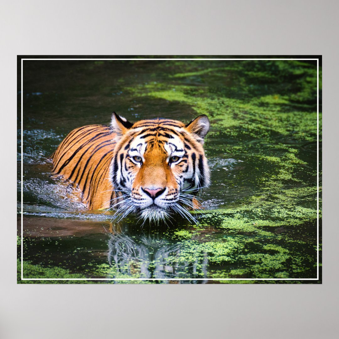 Poster-Tiger Poster | Zazzle