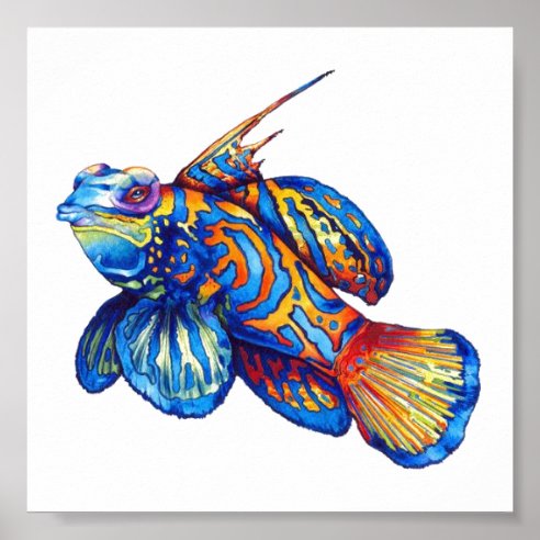 Fish Posters & Prints | Zazzle