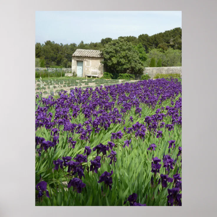 POSTER Van Gogh Iris Zazzle