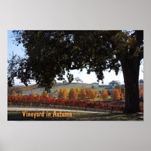 Poster: Vineyard and Oak Tree in Autumn Colors Poster (Front)